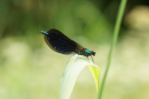 Calopteryx virgo