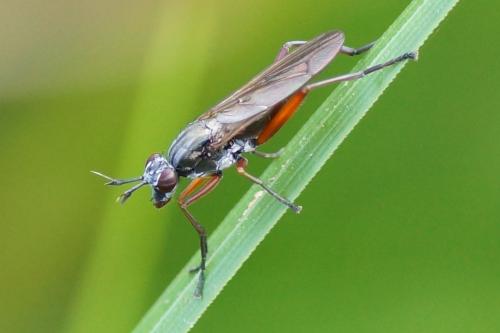 Réf. 104 949 : Sepedon sphegea