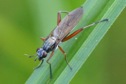 Sepedon sphegea