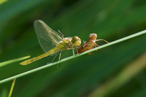 Sympetrum striolatum