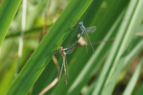 Lestes sp.