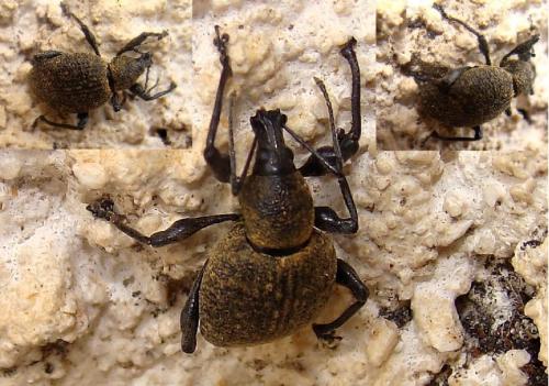 Réf. 104 186 : Otiorhynchus pseudonothus