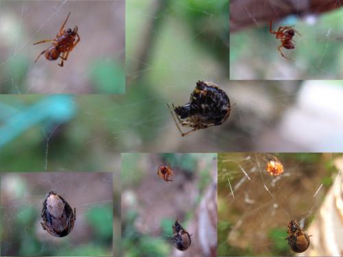 Parasteatoda lunata