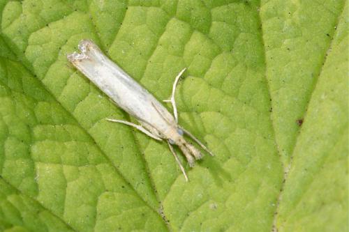 Réf. 104 828 : Agriphila straminella