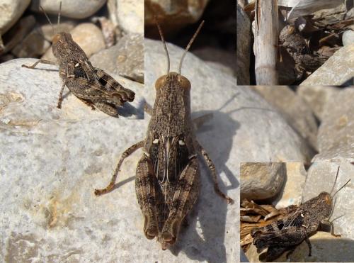 Calliptamus sp.