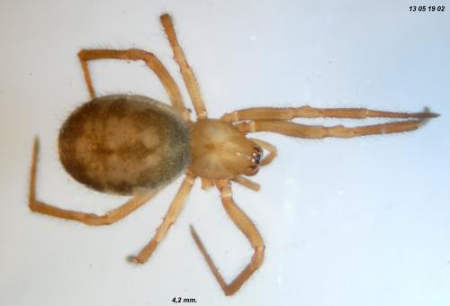 Réf. 104 405 : Enoplognatha testacea