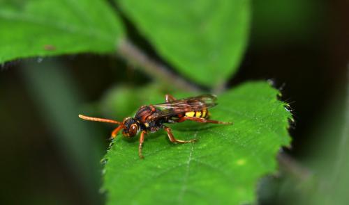 Réf. 104 759 : Nomada flava