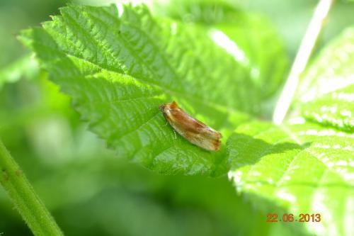 Réf. 104 766 : Eulia ministrana