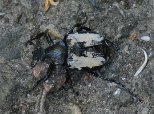 Réf. 104 523 : Gnorimus variabilis