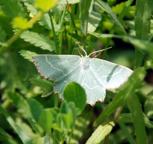 Thalera fimbrialis