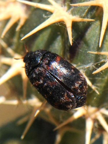 Trogoderma versicolor