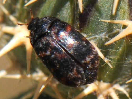 Trogoderma versicolor