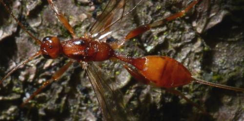 Réf. 104 175 : Spathius sp.