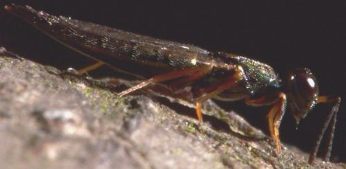 Réf. 104 304 : Calosota acron