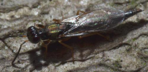Calosota acron