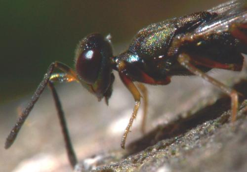 Calosota acron