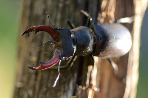 Lucanus cervus