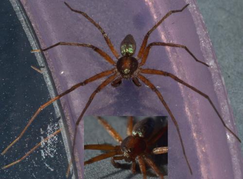 Philodromus sp.