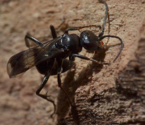 Dipogon subintermedius