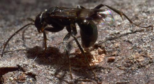 Dipogon subintermedius