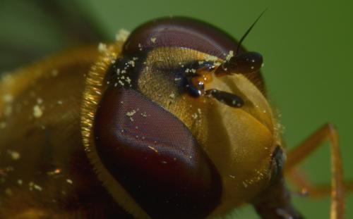 Syrphus vitripennis