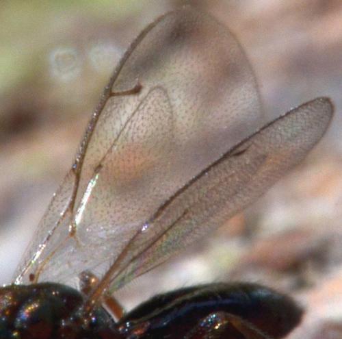 Réf. 104 843 : Platygerrhus affinis