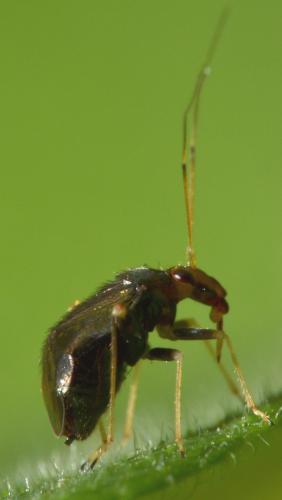 Réf. 104 785 : Halticus luteicollis