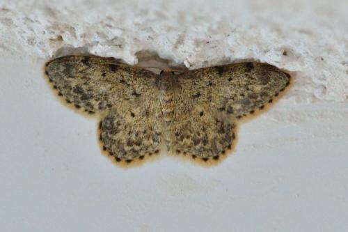 Réf. 104 164 : Idaea libycata