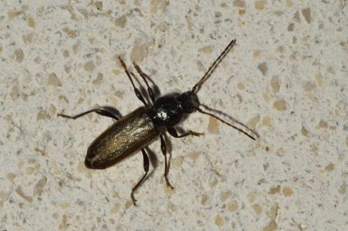 Réf. 104 170 : Hylotrupes bajulus