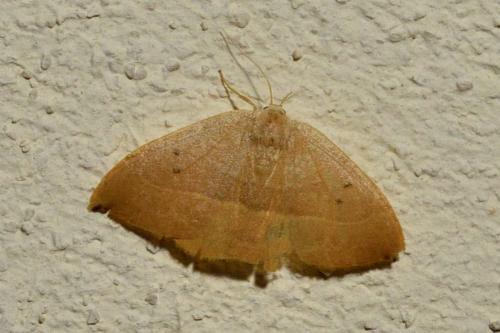 Réf. 104 339 : Watsonalla uncinula