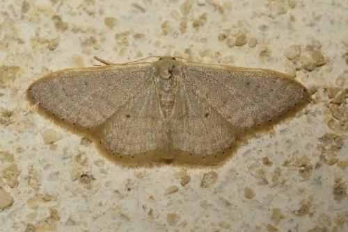 Idaea distinctaria