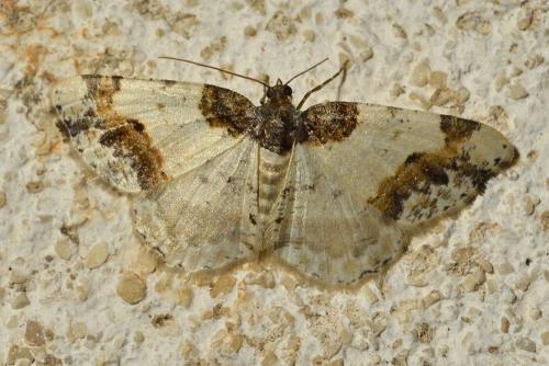 Réf. 104 338 : Ligdia adustata