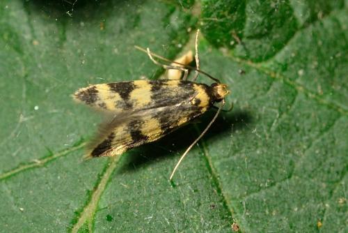 Oegoconia sp.