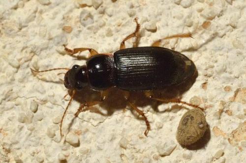 Pseudoophonus griseus