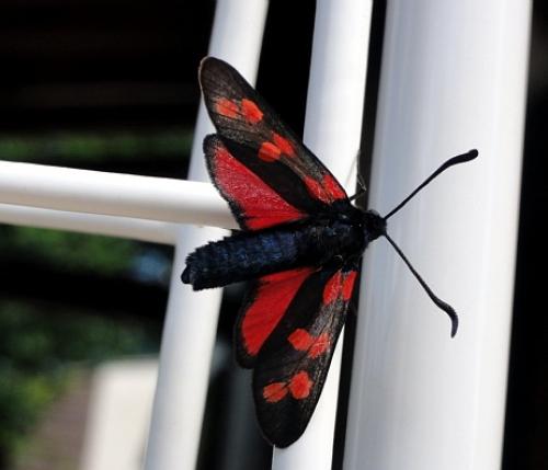 Zygaena transalpina