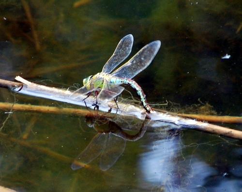 Réf. 104 064 : Anax imperator