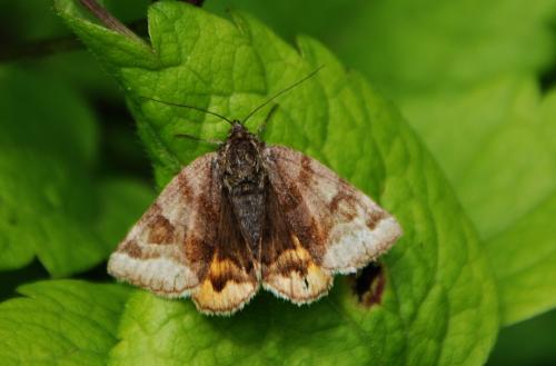 Réf. 104 313 : Euclidia glyphica