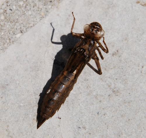 Aeshna cyanea