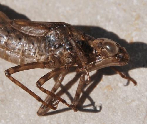 Aeshna cyanea