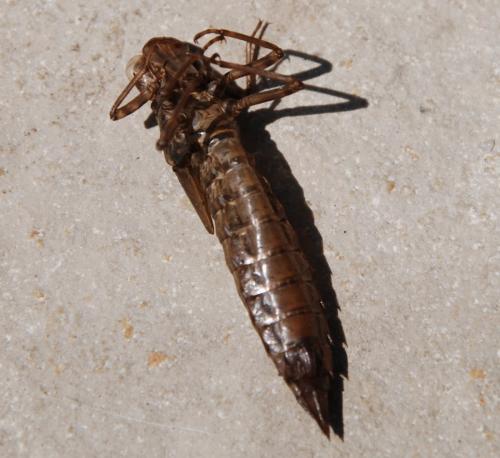 Aeshna cyanea