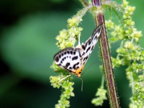 Anania hortulata