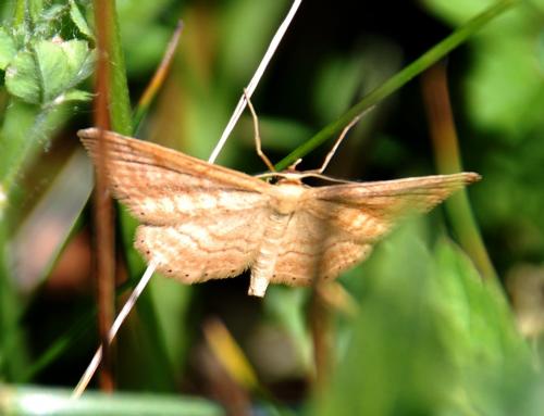 Idaea ochrata