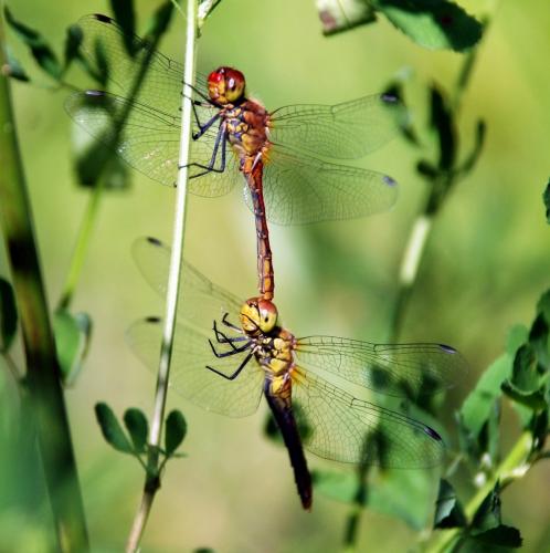 Sympetrum sanguineum