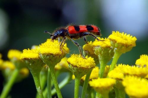 Trichodes apiarius