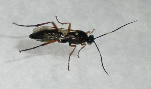 Réf. 104 960 : Ichneumoninae inconnu