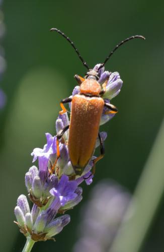 Stictoleptura rubra