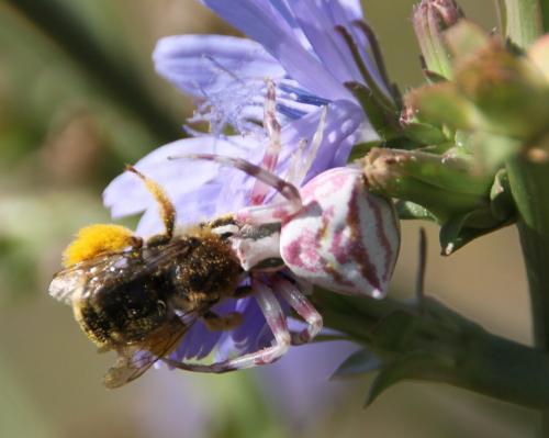 Thomisus onustus