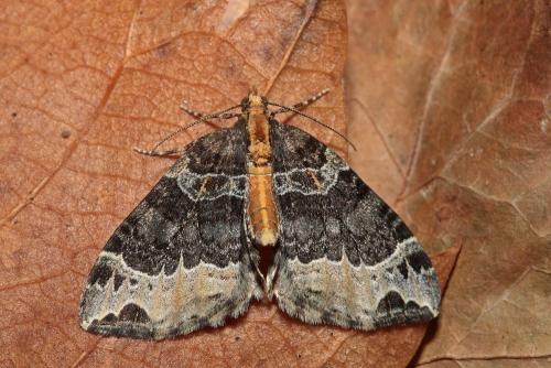 Réf. 104 250 : Ecliptopera capitata