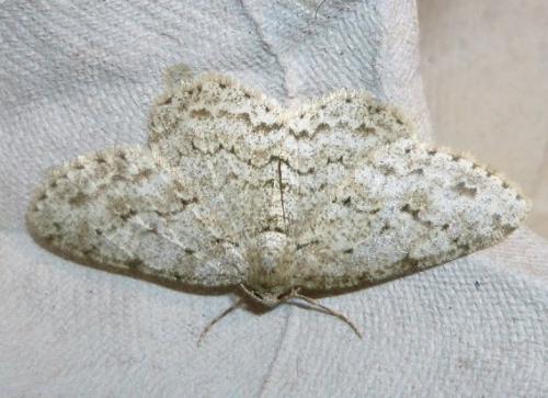 Ectropis crepuscularia