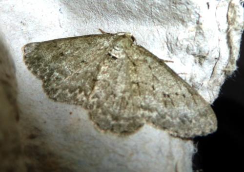 Ectropis crepuscularia